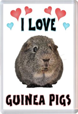 I Love Guinea Pigs - Jumbo Fridge Magnet Souvenir Gift Present
