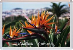 Madeira - Portugal - Jumbo Fridge Magnet Souvenir Gift Present