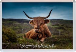 Scottish Wildlife - Scotland - Jumbo Fridge Magnet Souvenir Gift Present