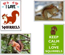 Squirrels / Squirrel - Fridge Magnet Gift Present
