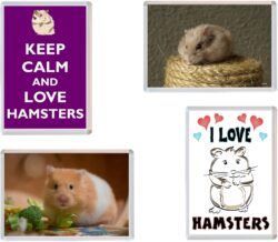 HAMSTER / HAMSTERS Fridge Magnet Gift Present
