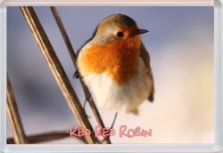 Red Red Robin - Fridge Magnet Gift Present