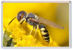 Bee/Bees - Cute Jumbo Fridge Magnet Souvenir Gift Present A3