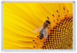 Bee/Bees - Cute Jumbo Fridge Magnet Souvenir Gift Present A4