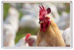 Chicken / Chickens - Cute Jumbo Fridge Magnet Souvenir Gift Present A4