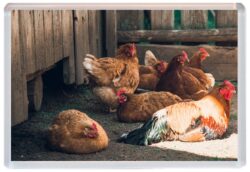 Chicken / Chickens - Cute Jumbo Fridge Magnet Souvenir Gift Present A3