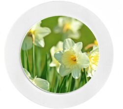 Daffodil / Daffodils - Car Tax Permit Disc Holder - Reusable
