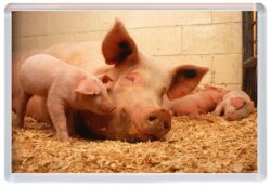 Pig / Pigs / Piglets - Cute Jumbo Fridge Magnet Souvenir Gift Present A4