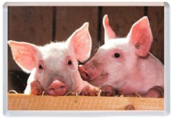 Pig / Pigs / Piglets - Cute Jumbo Fridge Magnet Souvenir Gift Present A6