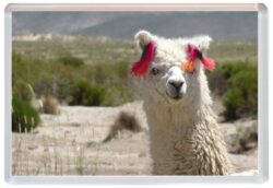 Llama / Llamas - Cute Jumbo Fridge Magnet Souvenir Gift Present E3