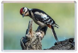 Woodpecker / Woodpeckers - Cute Jumbo Fridge Magnet Souvenir Gift Present E4