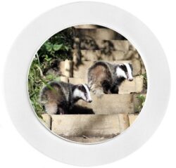 Cute Badgers - Car Tax Disc Permit Window Holder - Reusable