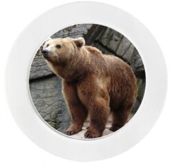 Brown Bear - Car Tax Disc Permit Window Holder - Reusable