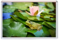 Frog / Frogs - Cute Jumbo Fridge Magnet Souvenir Gift Present E4