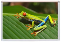 Frog / Frogs - Cute Jumbo Fridge Magnet Souvenir Gift Present E3
