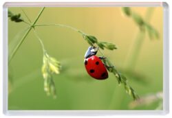 Ladybird / Ladybirds - Cute Jumbo Fridge Magnet Souvenir Gift Present E3