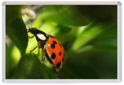 Ladybird / Ladybirds - Cute Jumbo Fridge Magnet Souvenir Gift Present E4