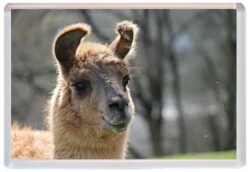 Llamas / Llama - Cute Jumbo Fridge Magnet Souvenir Gift Present E4