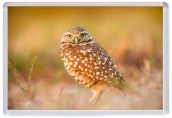 Owl / Owls - Cute Jumbo Fridge Magnet Souvenir Gift Present E4
