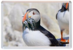 Puffin / Puffins - Cute Jumbo Fridge Magnet Souvenir Gift Present E3