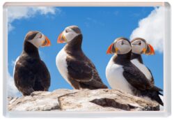 Puffins / Puffin - Cute Jumbo Fridge Magnet Souvenir Gift Present E4