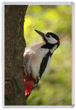 Woodpecker / Woodpeckers - Cute Jumbo Fridge Magnet Souvenir Gift Present E2
