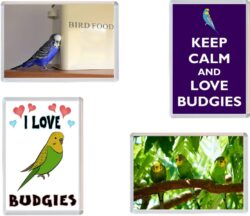 Budgie / Budgies - 4 PACK - Jumbo Fridge Magnet Souvenir Gift Present