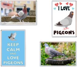 Pigeons / Pigeon - 4 PACK - Jumbo Fridge Magnet Souvenir Gift Present