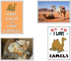 Camel / Camels - 4 PACK - Jumbo Fridge Magnet Souvenir Gift Present
