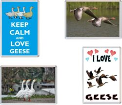 Geese / Goose - 4 PACK - Jumbo Fridge Magnet Souvenir Gift Present