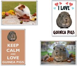 Guinea Pig / Pigs - 4 PACK - Jumbo Fridge Magnet Souvenir Gift Present
