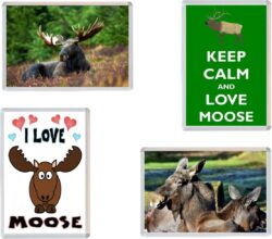 Moose - 4 PACK - Jumbo Fridge Magnet Souvenir Gift Present