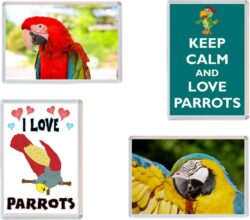 Parrot / Parrots - 4 PACK - Jumbo Fridge Magnet Souvenir Gift Present