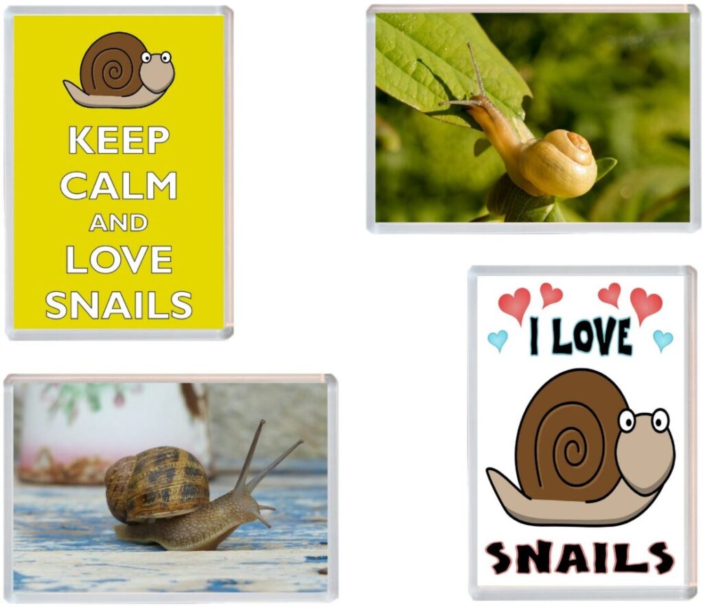 Snail Magnets Snail / Snails - 4 PACK - Jumbo Fridge Magnet Souvenir Gift Present ...