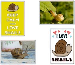 Snail / Snails - 4 PACK - Jumbo Fridge Magnet Souvenir Gift Present