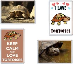 Tortoise / Tortoises - 4 PACK - Jumbo Fridge Magnet Souvenir Gift Present