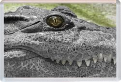 Crocodile - Jumbo Fridge Magnet Cute Fun Souvenir Gift Present T3