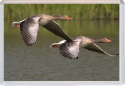 Geese - Jumbo Fridge Magnet Cute Fun Souvenir Gift Present T3
