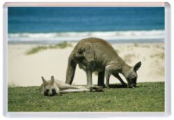 Kangaroos - Jumbo Fridge Magnet Cute Fun Souvenir Gift Present