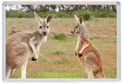 Kangaroos - Jumbo Fridge Magnet Cute Fun Souvenir Gift Present T4