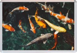 Koi - Jumbo Fridge Magnet Cute Fun Souvenir Gift Present T3