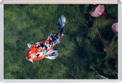 Koi - Jumbo Fridge Magnet Cute Fun Souvenir Gift Present T4