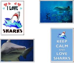 Shark / Sharks - 4 PACK - Jumbo Fridge Magnet Souvenir Gift Present