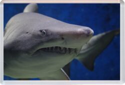 Shark/Sharks - Jumbo Fridge Magnet Cute Fun Souvenir Gift Present T3