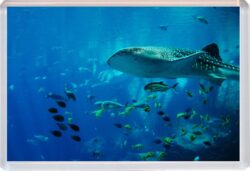 Shark/Sharks - Jumbo Fridge Magnet Cute Fun Souvenir Gift Present T4