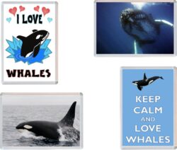 Whale / Whales - 4 PACK - Jumbo Fridge Magnet Souvenir Gift Present
