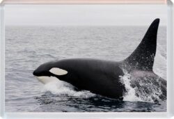 Whale/Whales - Jumbo Fridge Magnet Cute Fun Souvenir Gift Present T3