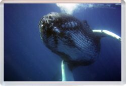 Whale/Whales - Jumbo Fridge Magnet Cute Fun Souvenir Gift Present T4