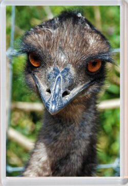 Cute Emu - Jumbo Fridge Magnet Souvenir Gift Present AS1