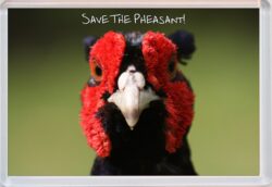 Cute Pheasant Quote - Jumbo Fridge Magnet Souvenir Gift Present AS1